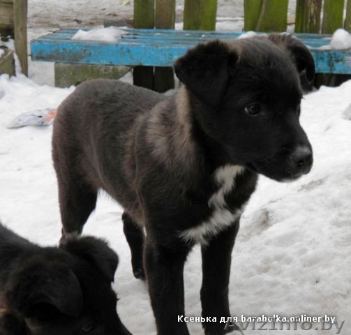 Красивые щенки, 3 месяца. Вырастут средних размеров.   - Изображение #1, Объявление #236962