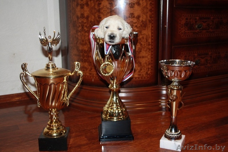 Щенки голден ретривера отборного племенного разведения - Изображение #1, Объявление #244495