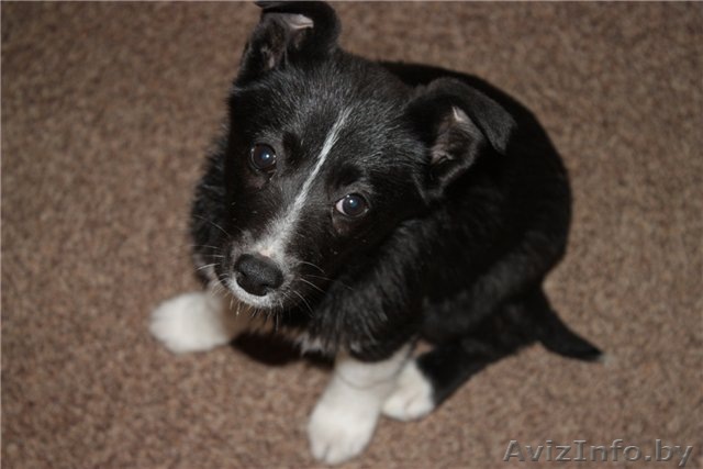 лайла ищет друзей - Изображение #1, Объявление #218366