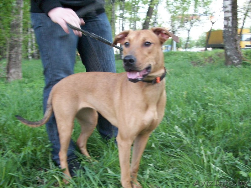 Молодая Собачка в дар! - Изображение #1, Объявление #262190