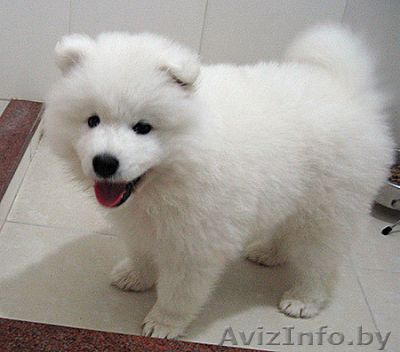 щенок самоедской лайки  - Изображение #1, Объявление #263433