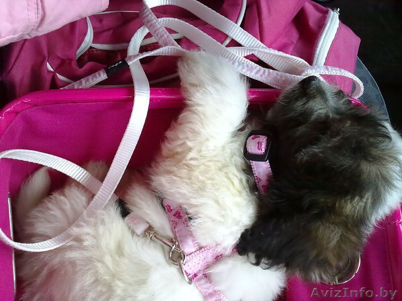 щенка русской цветной болонки - Изображение #1, Объявление #270653