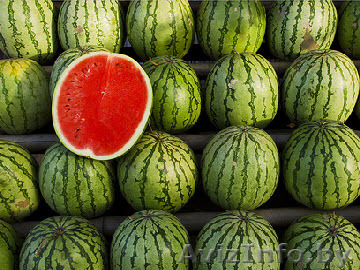 арбуз хорошая цена... - Изображение #1, Объявление #273575