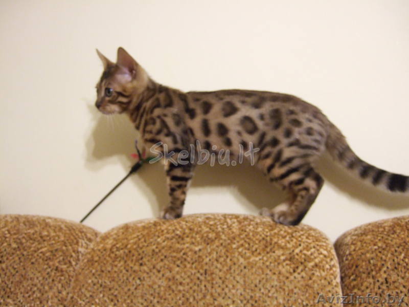 котёнок бенгальской породы - Изображение #1, Объявление #258454