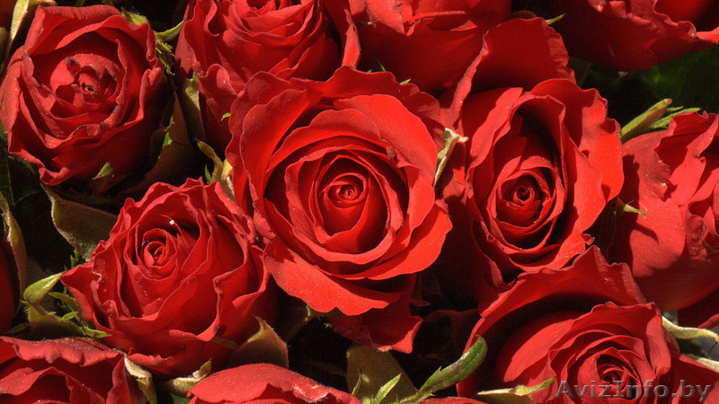 Продам в г. Пенза Россия 3-х ком. в берёзовой роще. - Изображение #1, Объявление #263506