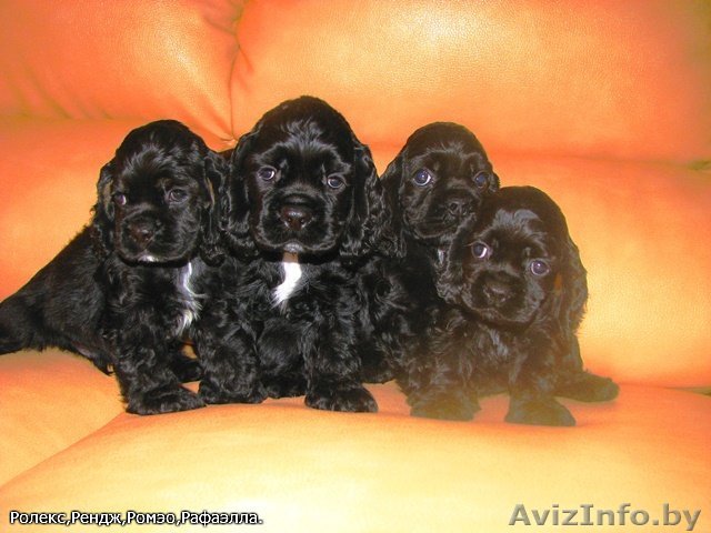 щенок американского кокер спаниеля - Изображение #1, Объявление #255581