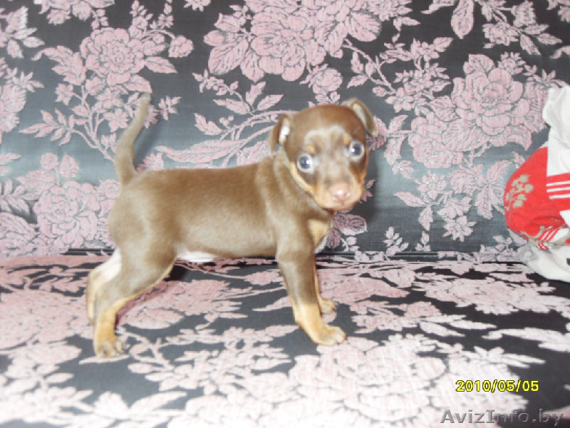 Продается Щенок Той-терьера - Изображение #1, Объявление #255817