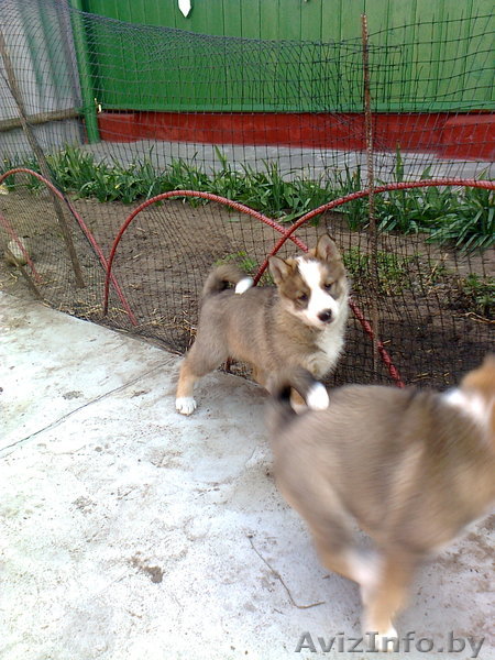 Заподно-сибирская лайка  - Изображение #1, Объявление #263389