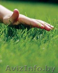 Газон, благоустройство территории - Изображение #1, Объявление #260007