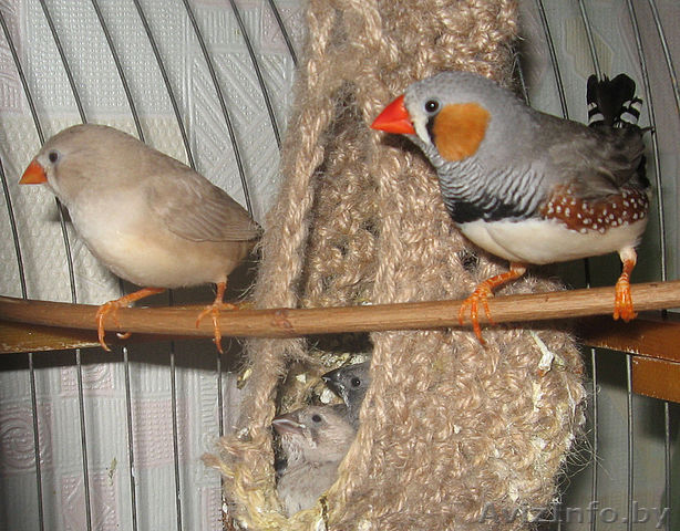 Амадины зебровые - Изображение #1, Объявление #255173