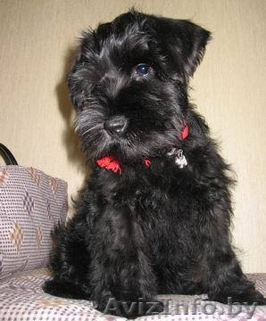 цвергшнауцеры черного окраса - Изображение #1, Объявление #277443