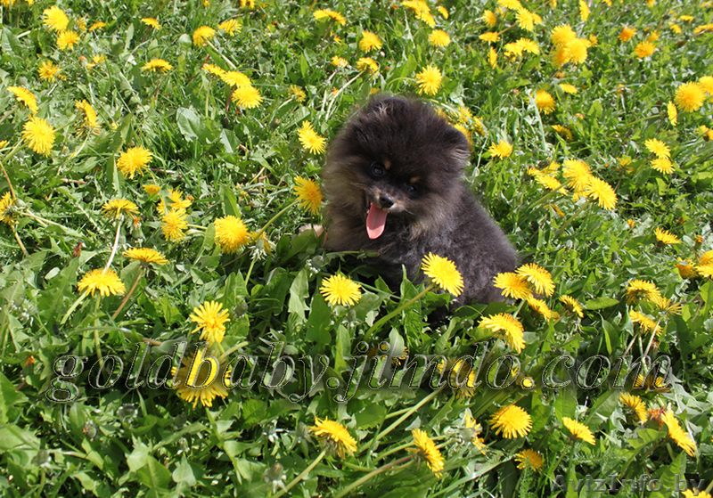 продаю щенка карликового шпица кобель чёрно-подпалый - Изображение #1, Объявление #261920