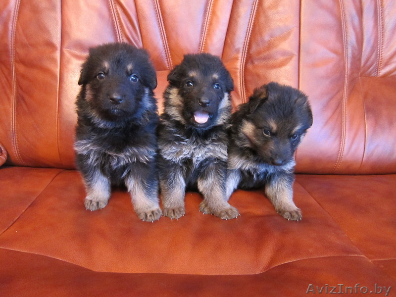 zaurbek1984@mail.by - Изображение #1, Объявление #257999