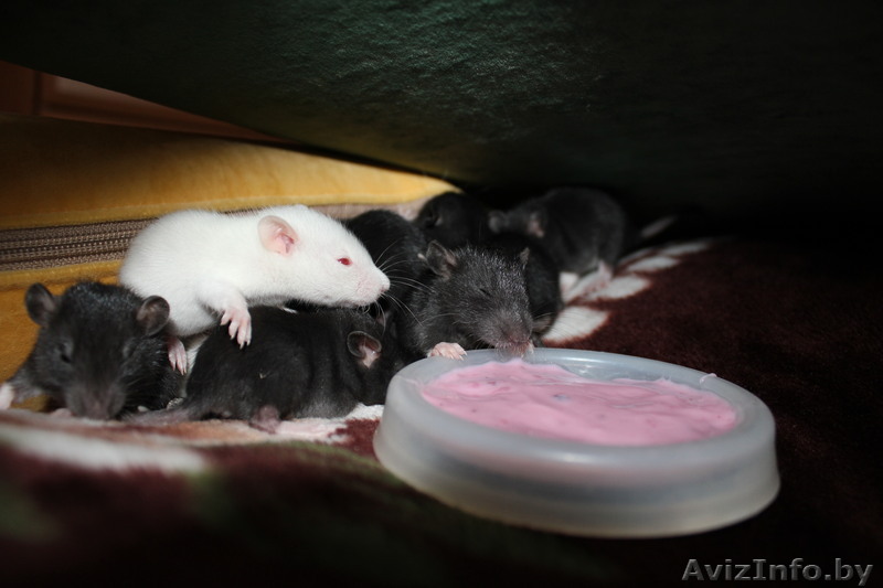 ПРОДАМ КРЫС! Чудесные крысята ищут хозяев! - Изображение #1, Объявление #269364