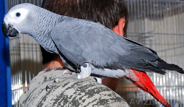 Продам алохвостого Жако, возраст 5 лет - Изображение #1, Объявление #273958