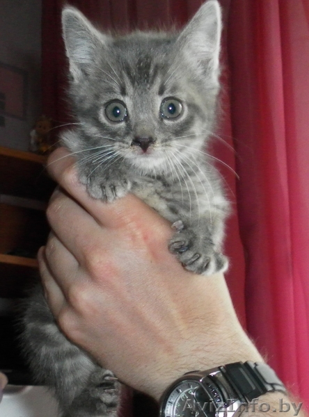 Отдам в хорошие руки котёнка! - Изображение #1, Объявление #261998