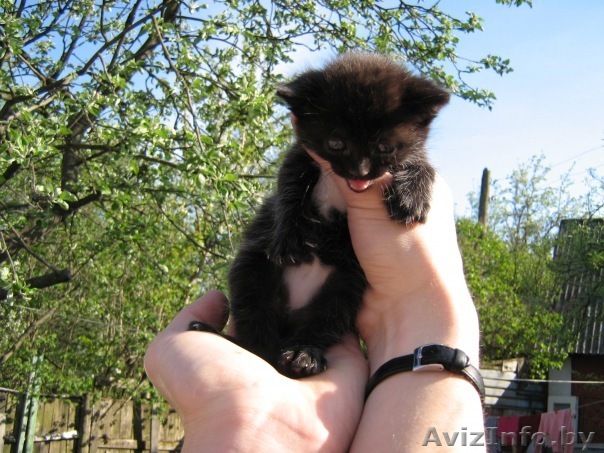 Отдам котенка в хорошие руки!!! - Изображение #1, Объявление #257629