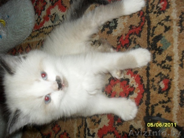 Красивый котёнок в хорошие руки,продадим))) - Изображение #1, Объявление #263948