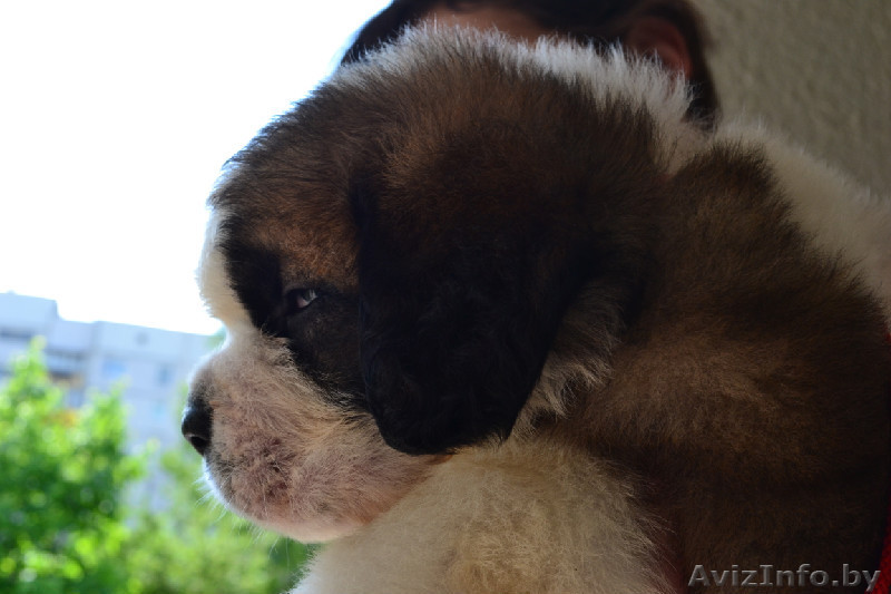 продам щенков сенбернара - Изображение #1, Объявление #280447