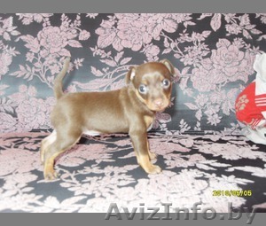 Продается Щенок русского той-терьера из Минска - Изображение #1, Объявление #285434