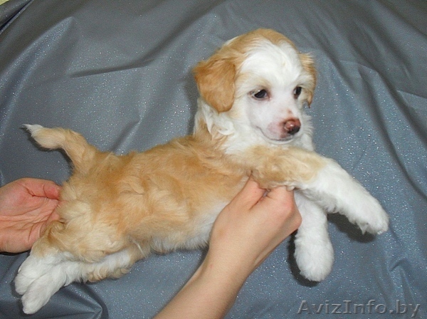 Той пудель кобель - Изображение #1, Объявление #308766