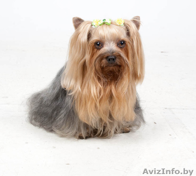 стрижка йоркширских терьеров на дому - Изображение #1, Объявление #307643