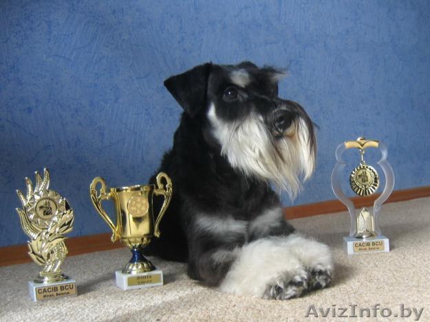 Вязку предлагает импортированный кобель цвергшнауцера. - Изображение #1, Объявление #303091