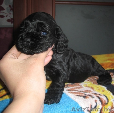 Продается щенок Американского кокер-спаниеля - Изображение #1, Объявление #291490