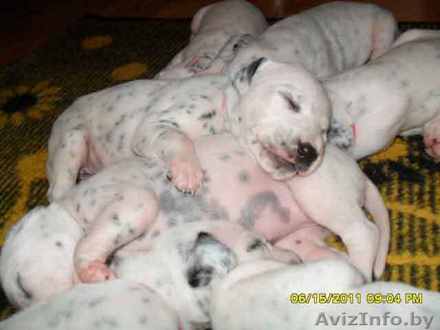 Щенки далматина продажа - Изображение #1, Объявление #302349