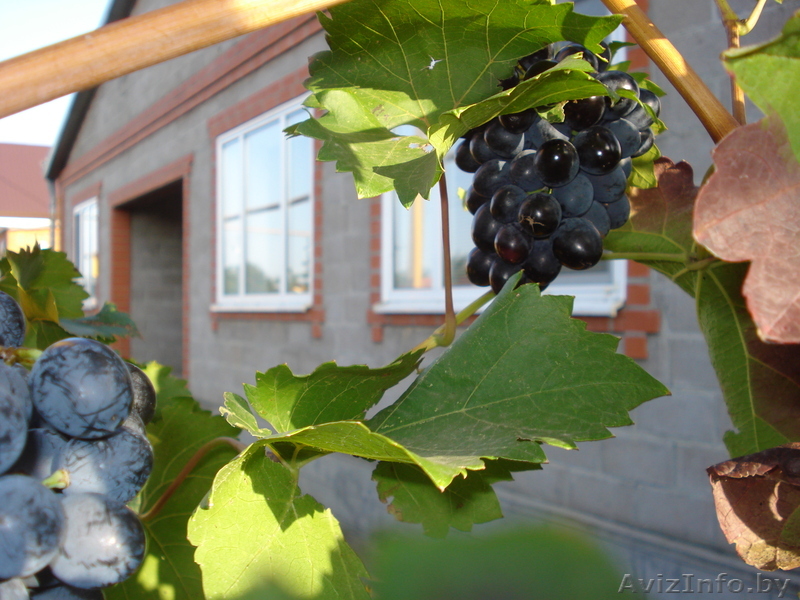 Недвижимость в Краснодарском крае: продам уютный шикарный дом; СРОЧНО!!! - Изображение #1, Объявление #287824