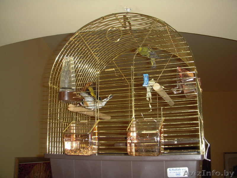 срочно продаю чижа и щегла (певчие) с клеткой - Изображение #1, Объявление #307037