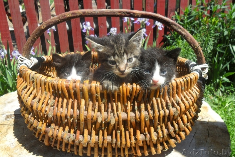 Отдам в добрые руки даром трех котят  - Изображение #1, Объявление #292044