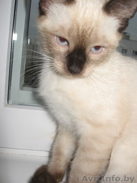 сиамская (тайская)кошечка - Изображение #1, Объявление #298208