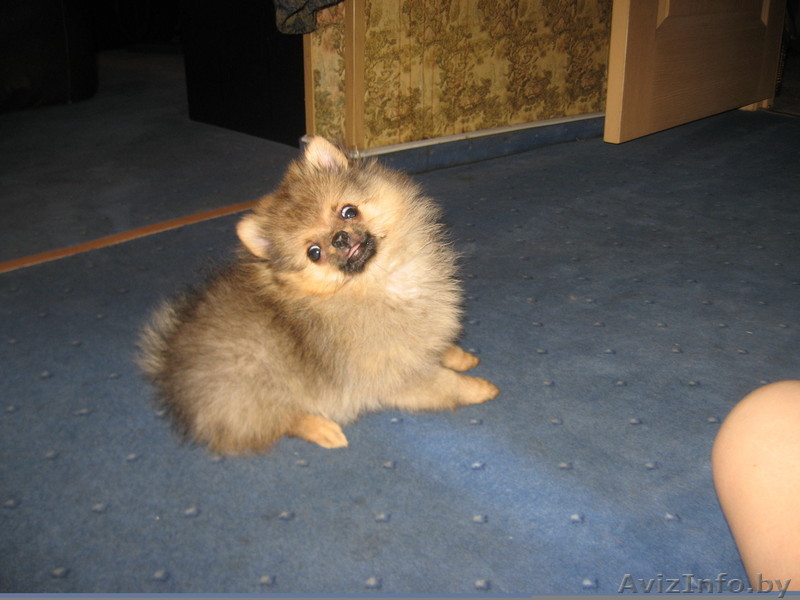 щенки карликового померанского шпица - Изображение #1, Объявление #296692