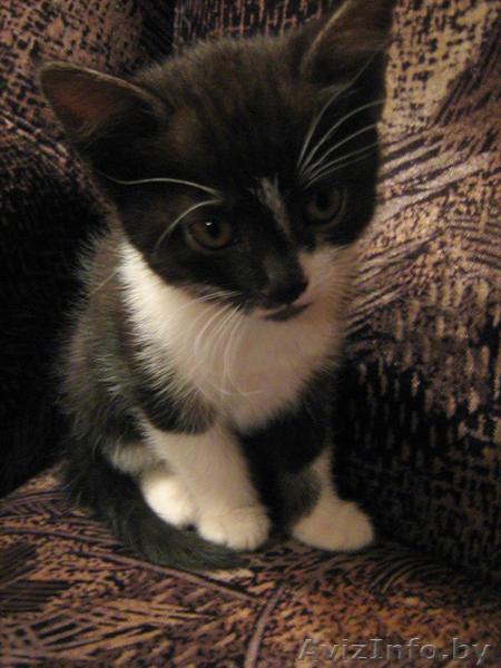 Отдам кошечку в дар! - Изображение #1, Объявление #297113