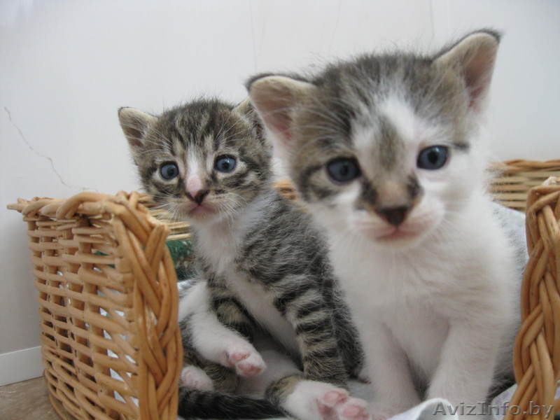 Котята в добрые руки! - Изображение #1, Объявление #292700