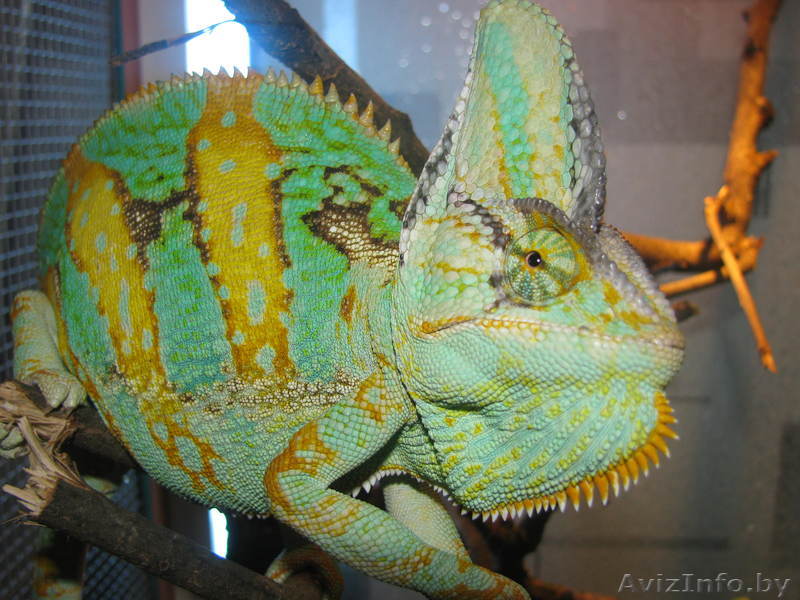 Йеменский хамелеон - Изображение #1, Объявление #282269