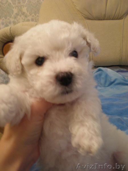 Бишон Фризе (французская болонка) - Изображение #1, Объявление #304965