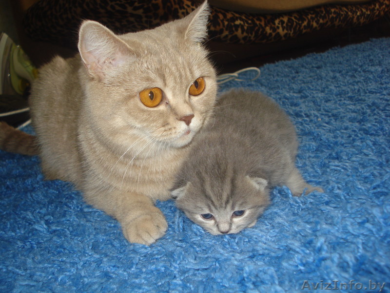 британская кошечка - Изображение #1, Объявление #284577