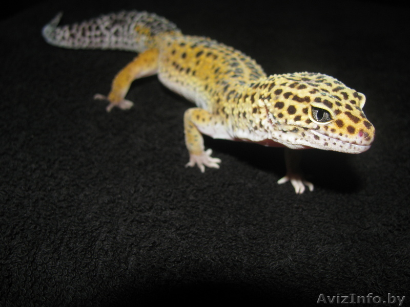 эублефар пятнистый - Изображение #1, Объявление #282263