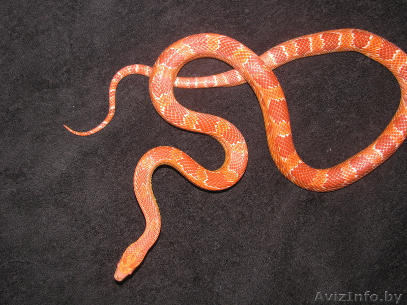 маисовый полоз - красная морфа - Изображение #1, Объявление #282274