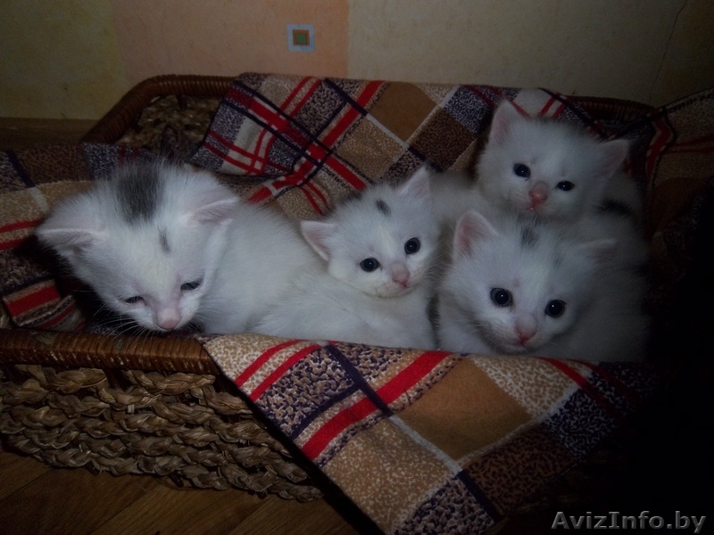 Ангоры турецкой котята. - Изображение #1, Объявление #305037