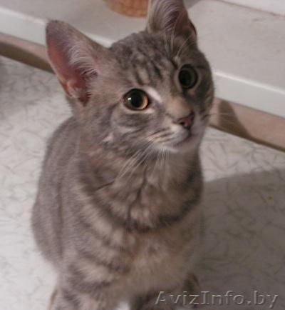Серый котенок в дар. Девочка. 3 месяца. Приучена к туалету. - Изображение #1, Объявление #285791