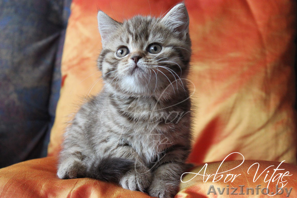 Британские котята из питомникак - Изображение #1, Объявление #300508