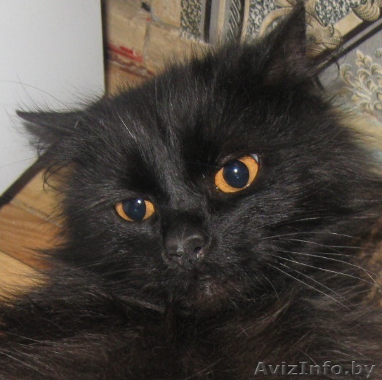 Котика в хорошие руки - Изображение #1, Объявление #302041