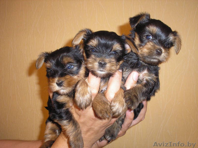 щенки йоркширского терьера для добрых людей - Изображение #1, Объявление #307386