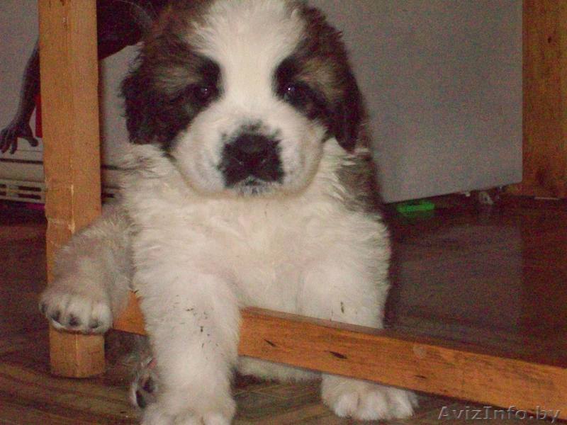 сенбернара щенки - Изображение #1, Объявление #298856