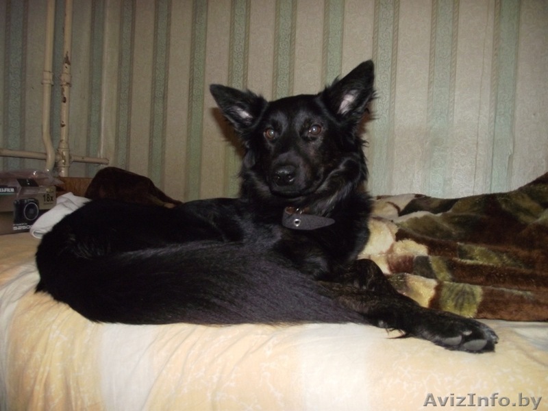 Отдадим собаку в хорошие руки - Изображение #1, Объявление #307728