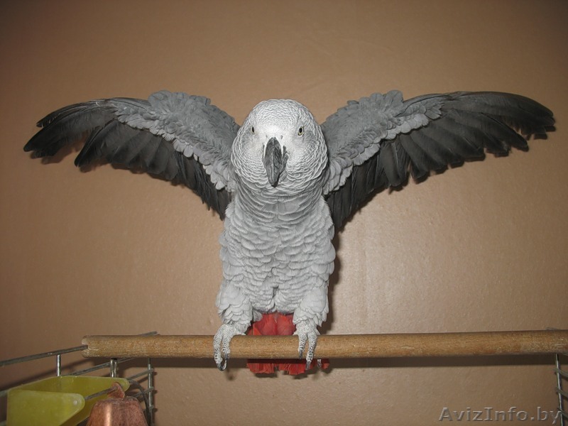 Жако,выкормышь птенец,ручной и ласковый - Изображение #1, Объявление #316776