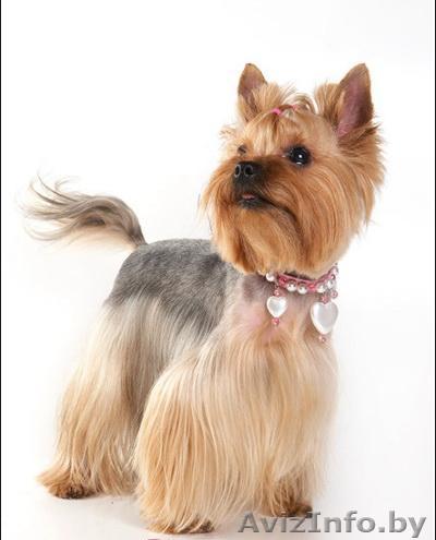 Стрижка животных - Изображение #1, Объявление #320169